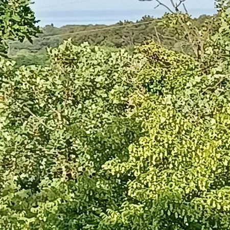 Gostinjska kuća Lovely Piantade Vrvari